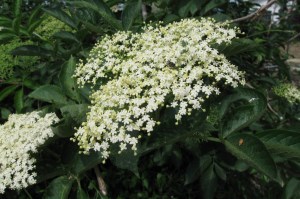 Sambucus nigra (2) (1200 x 799)